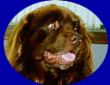Nalle
